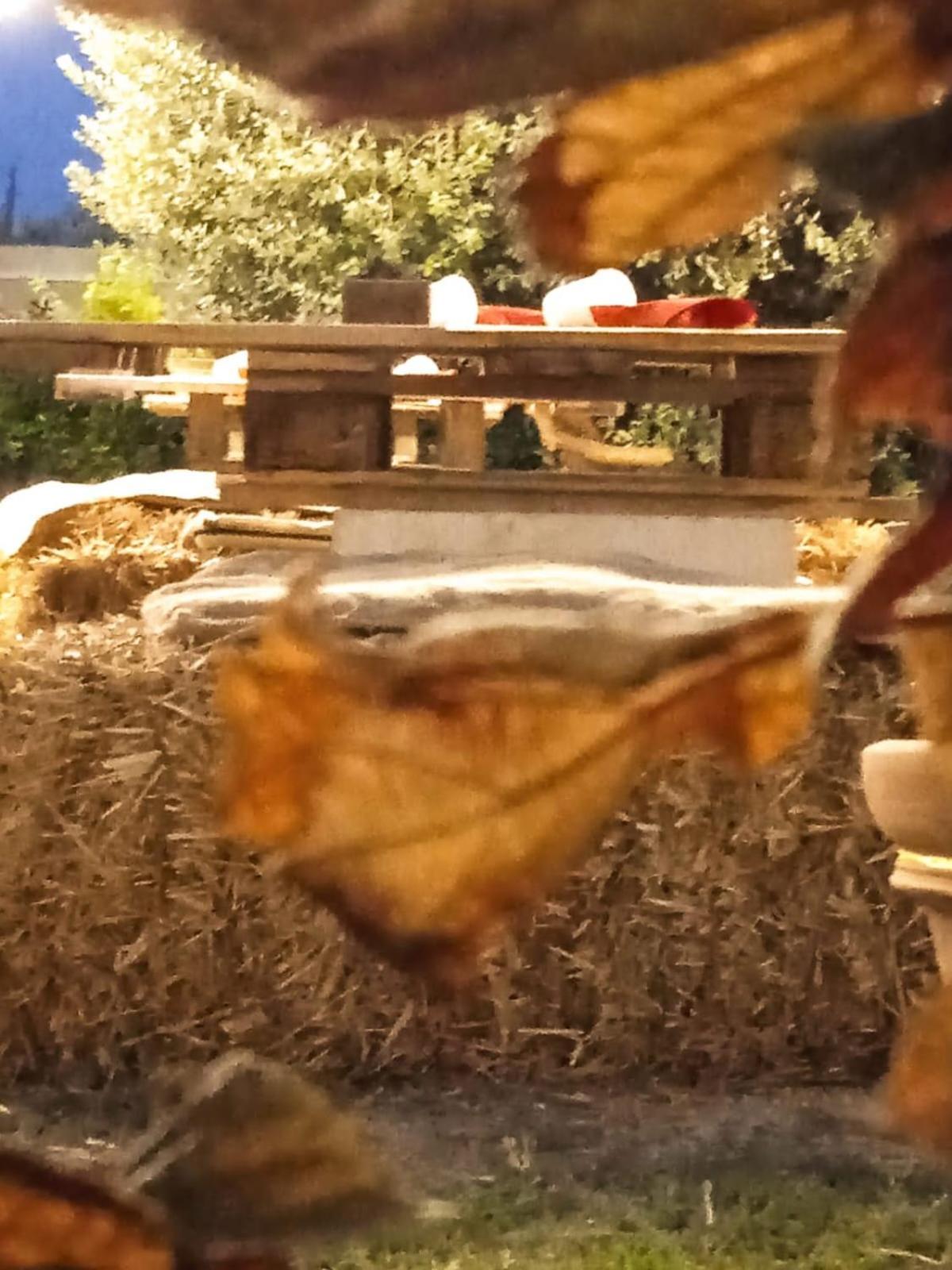 Guest House パラービタ エクステリア 写真